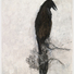 Cropped_68_sw11229raven_copy_2