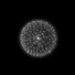 Cropped_68_dandelion01