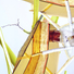 Cropped_68_audrey_hasen_russell