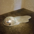 Cropped_68_discoball