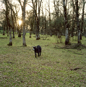 Proportional_227_goat