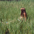 Cropped_68_brittany