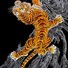 Cropped_68_shark_hardy_tiger