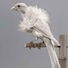 Cropped_68_1_hoe-000-birds-06-2