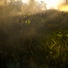 Cropped_68_moby-thebrokenplaces_flower