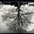 Cropped_68_graham_welsh_oaks_lg