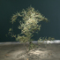 Cropped_68_as_moving_plant_24_cropped