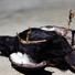 Cropped_68_as_bird_2_3