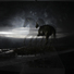 Cropped_68_horsey