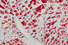 Proportional_68_bowdoin_kaa_detail