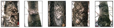 Proportional_227_leonard