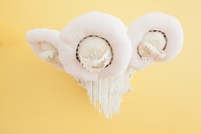Proportional_227_jellyfish