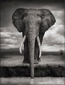 Proportional_227_brandt
