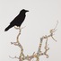 Cropped_68_marill