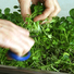 Cropped_68_cuttinggreens