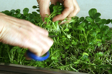 Proportional_227_cuttinggreens