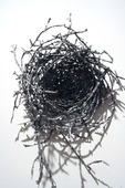 Proportional_227_medusa_3