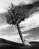 Proportional_227_ogrady_the_fir_palm_2012_web0