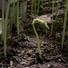 Cropped_68_rc_thoreau_3_620_620
