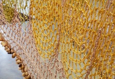 Proportional_227_netodetail