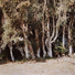 Cropped_68_we.unt.tree.line.in.swamp