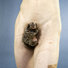 Cropped_68_marmoset__horizon_blue__2011