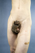 Proportional_227_marmoset__horizon_blue__2011