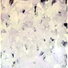 Cropped_68_5a960e2550