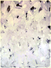 Proportional_68_5a960e2550