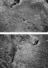 Proportional_68_d512a8725f