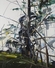 Proportional_68_tree