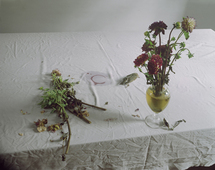Proportional_227_laura