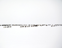 Proportional_227_6erikalarsen