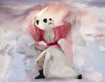 Proportional_227_asia-panda