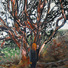 Cropped_68_castellanos_portraitii