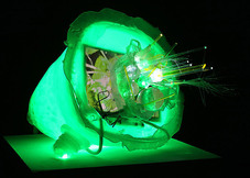 Proportional_227_dnasab_greenglass