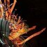 Cropped_68_dnasab_arrownodule4