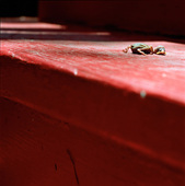 Proportional_227_bord
