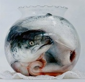 Proportional_227_nature_morte