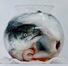 Proportional_68_nature_morte
