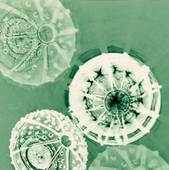 Proportional_227_greenseaurchinsharp
