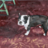 Cropped_68_kdevroomen_boston10