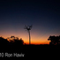 Cropped_68_ron_haviv_brazil_nut_tree_txt