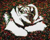 Proportional_227_muniz-white_rose