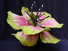 Proportional_68_peony__tooth_fairy_