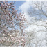 Cropped_68_untitled