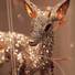 Cropped_68_deerdet_face