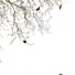 Cropped_68_655270