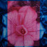 Cropped_68_nnf1002x