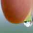 Cropped_68_jswa.0191